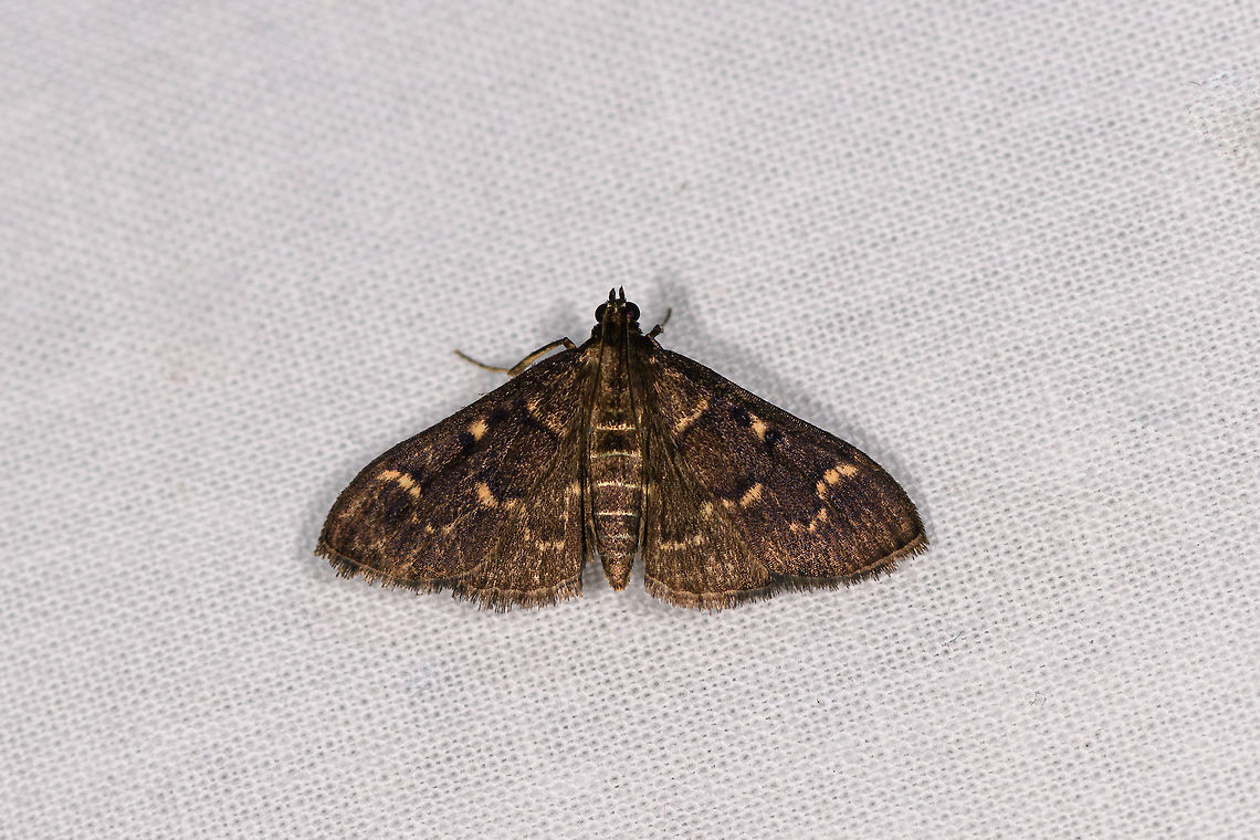 Duponchelia fovealis, Ranomafana, Madagascar Candidate: Duponchelia fovealis. Africa,Duponchelia fovealis,LepiLED,Madagascar,Madagascar 2019,Ranomafana National Park,World