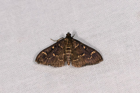 Duponchelia fovealis, Ranomafana, Madagascar Candidate: Duponchelia fovealis. Africa,Duponchelia fovealis,LepiLED,Madagascar,Madagascar 2019,Ranomafana National Park,World