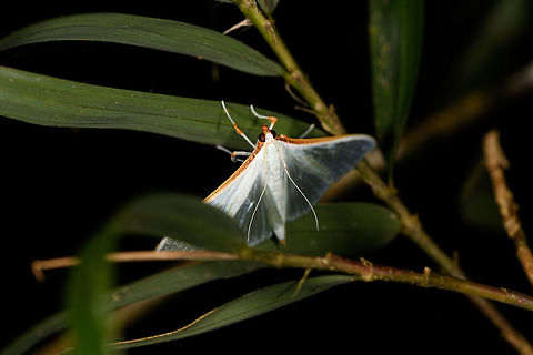 Large emerald pearl - 2, Ranomafana, Madagascar  Africa,Large emerald pearl,Madagascar,Madagascar 2019,Ranomafana National Park,Stemorrhages sericea,World
