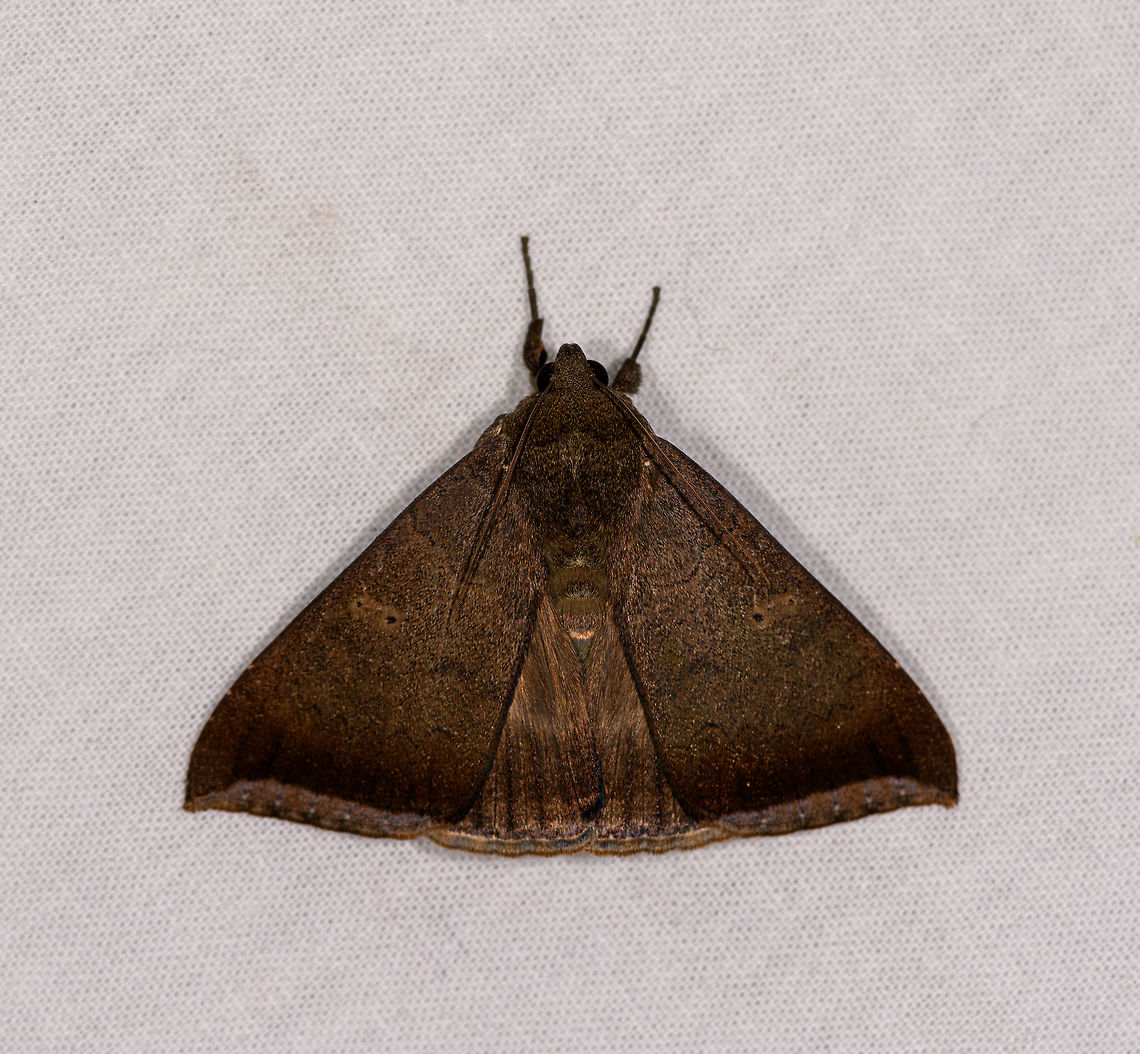 Lysimelia sp., Ranomafana, Madagascar Large moth with simple brown coloring yet beautifully textured. Similar:<br />
<a href="https://www.inaturalist.org/observations/30753664" rel="nofollow">https://www.inaturalist.org/observations/30753664</a> Achaea finita,Africa,Finite achaea,Geotagged,LepiLED,Madagascar,Madagascar 2019,Ranomafana National Park,Winter,World