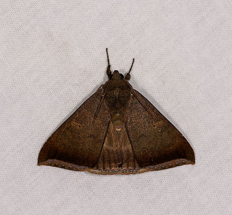 Lysimelia sp., Ranomafana, Madagascar Large moth with simple brown coloring yet beautifully textured. Similar:
https://www.inaturalist.org/observations/30753664 Achaea finita,Africa,Finite achaea,Geotagged,LepiLED,Madagascar,Madagascar 2019,Ranomafana National Park,Winter,World