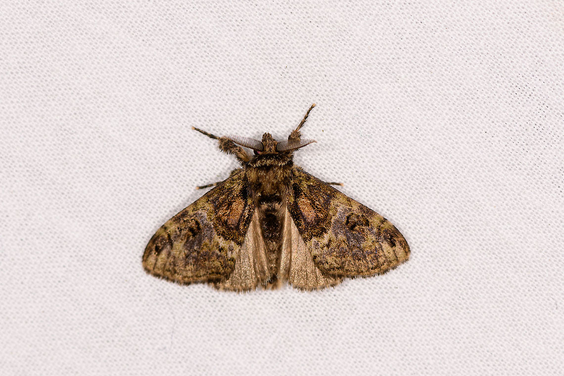 Cocoa tussock moth, Ranomafana, Madagascar Species ID tentative. Africa,Geotagged,LepiLED,Madagascar,Madagascar 2019,Orgyia postica,Ranomafana National Park,Winter,World