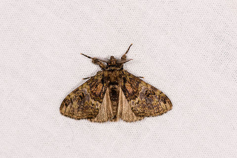 Cocoa tussock moth, Ranomafana, Madagascar Species ID tentative. Africa,Geotagged,LepiLED,Madagascar,Madagascar 2019,Orgyia postica,Ranomafana National Park,Winter,World