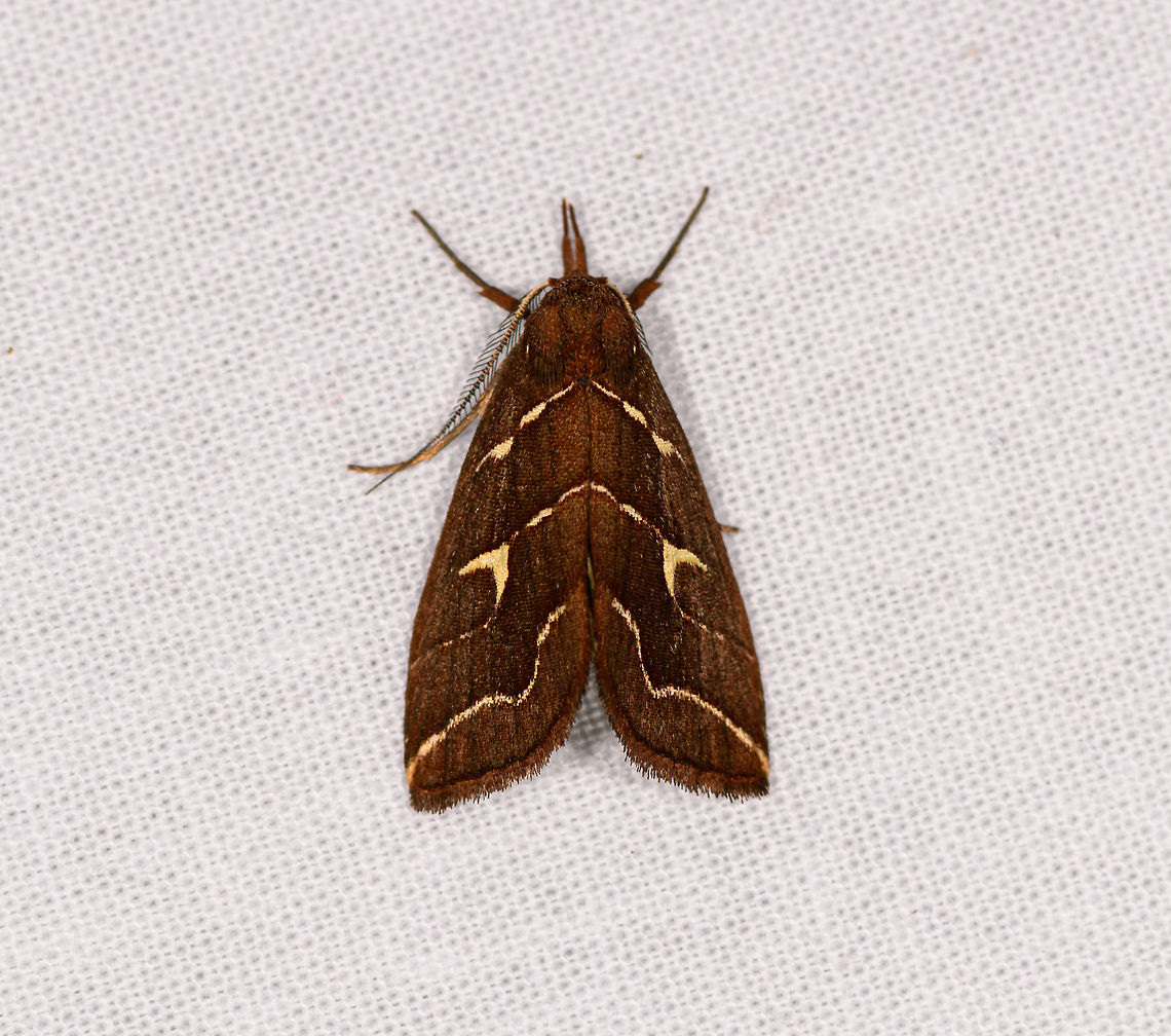 Coelophoris sogai, Ranomafana, Madagascar  Africa,Coelophoris sogai,Geotagged,LepiLED,Madagascar,Madagascar 2019,Ranomafana National Park,Winter,World