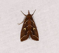 Coelophoris sogai, Ranomafana, Madagascar Africa,Coelophoris sogai,Geotagged,LepiLED,Madagascar,Madagascar 2019,Ranomafana National Park,Winter,World