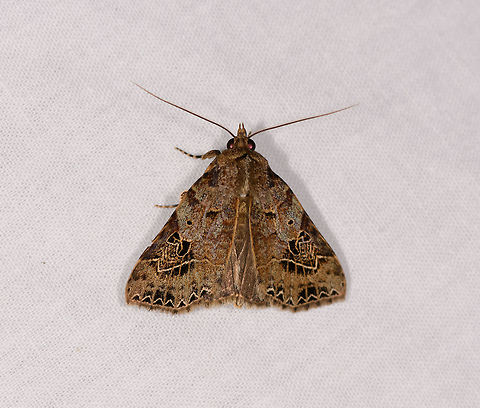 Square-lined moth, Ranomafana, Madagascar Candidate: Anoba sp. Africa,LepiLED,Madagascar,Madagascar 2019,Ranomafana National Park,World
