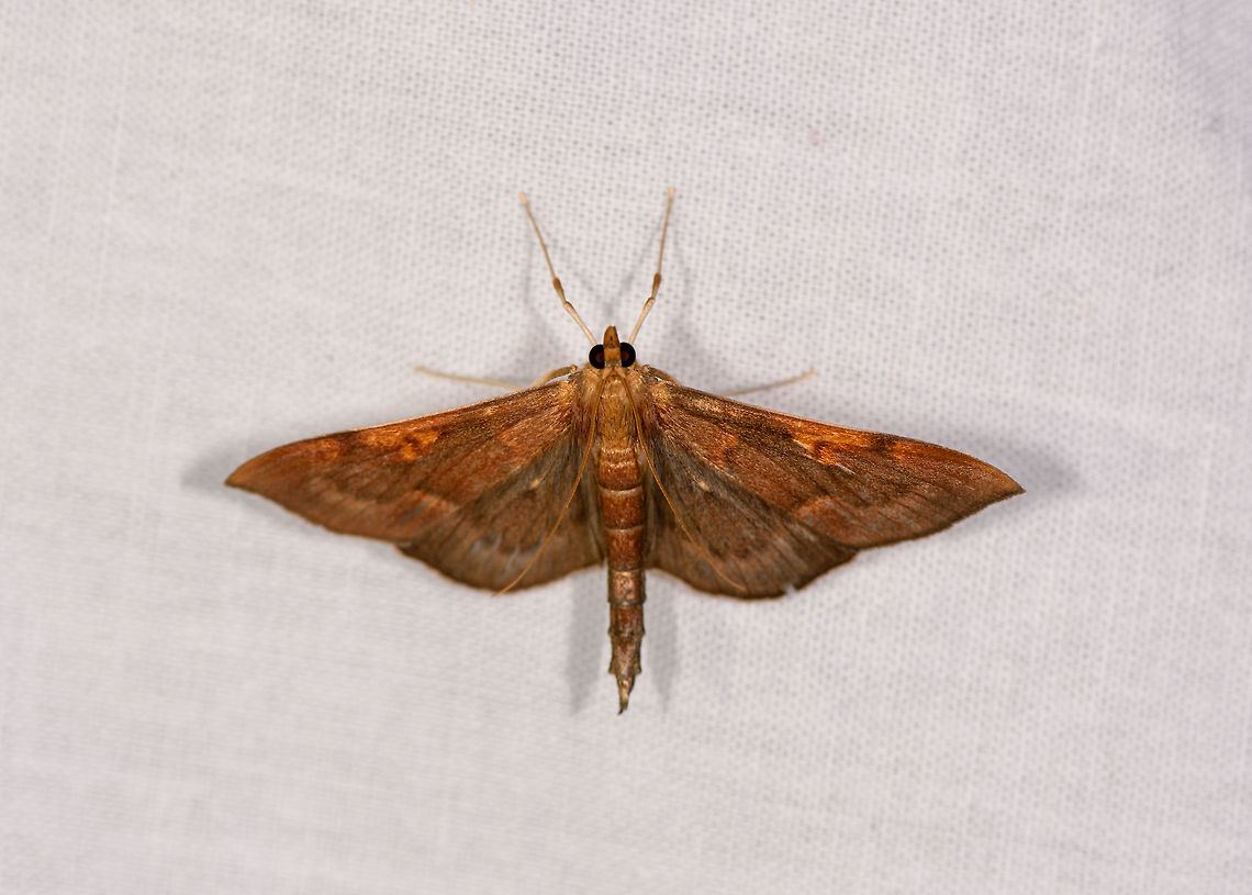 Orange Crambid, Ranomafana, Madagascar  Africa,Geotagged,LepiLED,Madagascar,Madagascar 2019,Ranomafana National Park,Winter,World