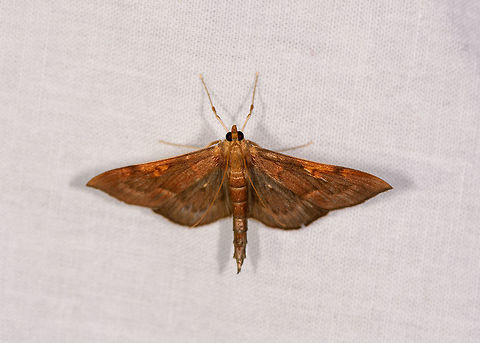 Orange Crambid, Ranomafana, Madagascar  Africa,Geotagged,LepiLED,Madagascar,Madagascar 2019,Ranomafana National Park,Winter,World