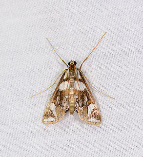 Eoophyla sp - 2, Ranomafana, Madagascar  Africa,Geotagged,LepiLED,Madagascar,Madagascar 2019,Ranomafana National Park,Winter,World