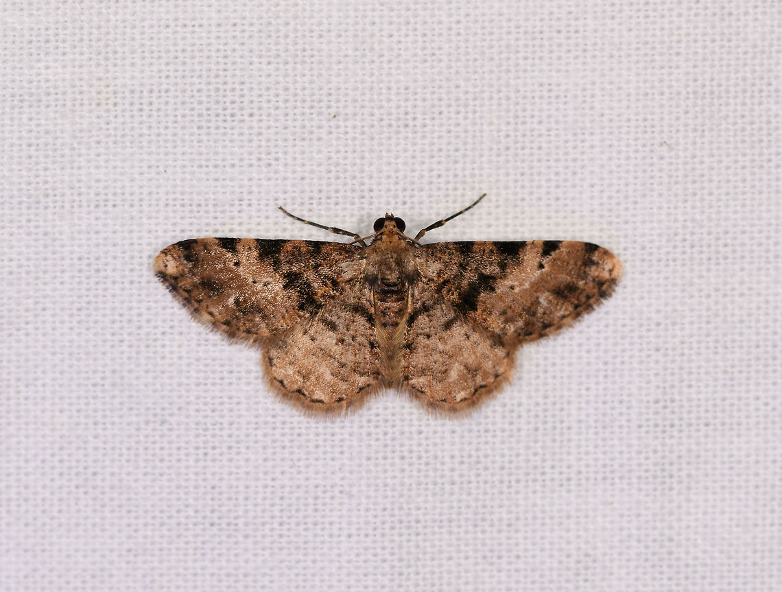 Iridopsis sp. 6, Ranomafana, Madagascar  Africa,LepiLED,Madagascar,Madagascar 2019,Ranomafana National Park,World