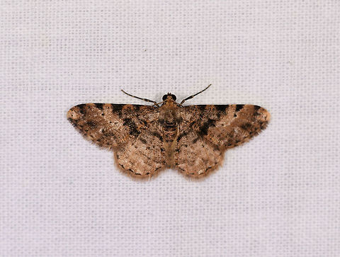 Iridopsis sp. 6, Ranomafana, Madagascar  Africa,LepiLED,Madagascar,Madagascar 2019,Ranomafana National Park,World