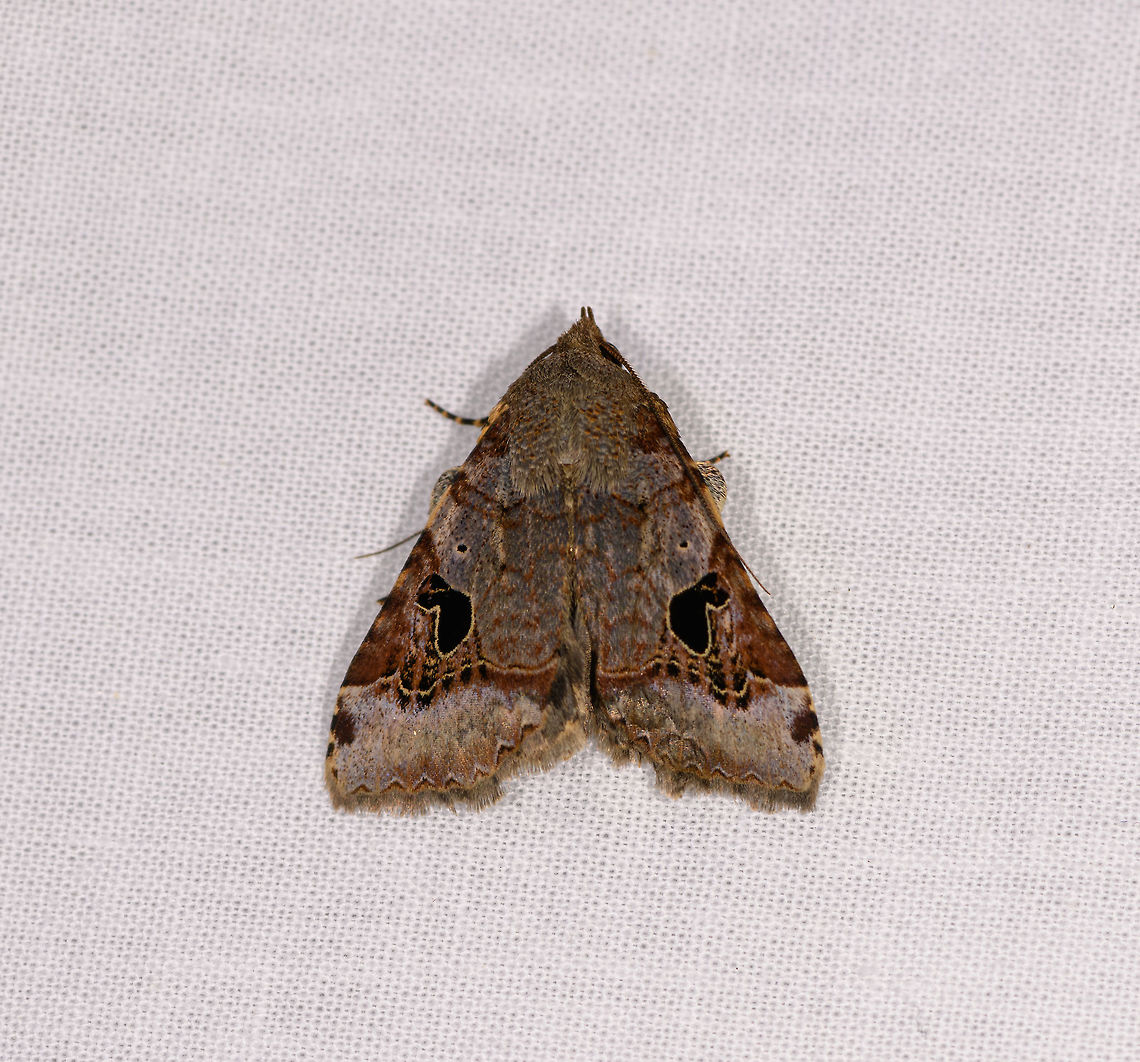 Hard-lined moth, Ranomafana, Madagascar Candidate: Serrodes sp. or Anoba sp. Africa,LepiLED,Madagascar,Madagascar 2019,Ranomafana National Park,World