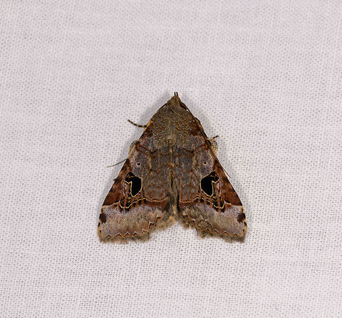Hard-lined moth, Ranomafana, Madagascar Candidate: Serrodes sp. or Anoba sp. Africa,LepiLED,Madagascar,Madagascar 2019,Ranomafana National Park,World
