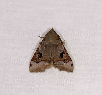 Hard-lined moth, Ranomafana, Madagascar Candidate: Serrodes sp. or Anoba sp. Africa,LepiLED,Madagascar,Madagascar 2019,Ranomafana National Park,World