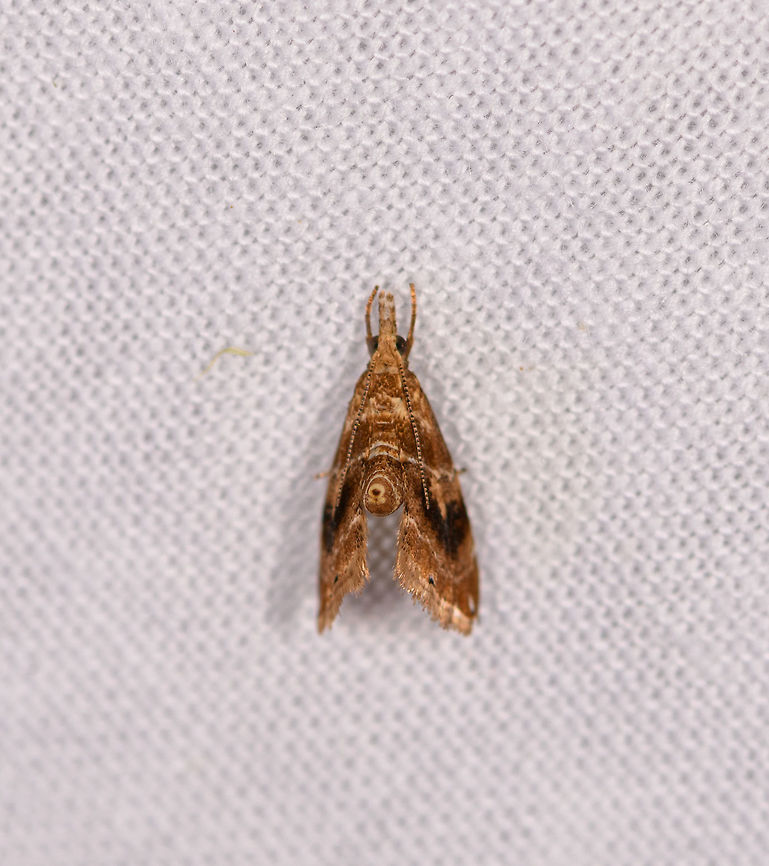 Curled abdomen moth, Ranomafana, Madagascar  Africa,Geotagged,LepiLED,Madagascar,Madagascar 2019,Ranomafana National Park,Winter,World