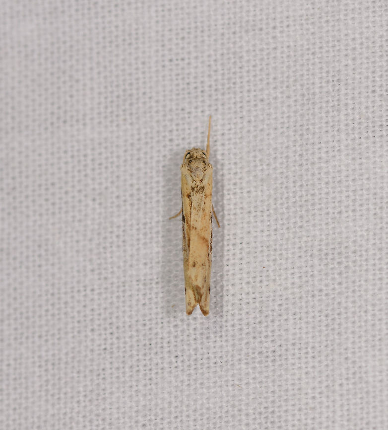 Pale yellow leafroller, Ranomafana, Madagascar  Africa,Geotagged,LepiLED,Madagascar,Madagascar 2019,Ranomafana National Park,Winter,World