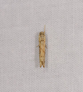 Pale yellow leafroller, Ranomafana, Madagascar  Africa,Geotagged,LepiLED,Madagascar,Madagascar 2019,Ranomafana National Park,Winter,World