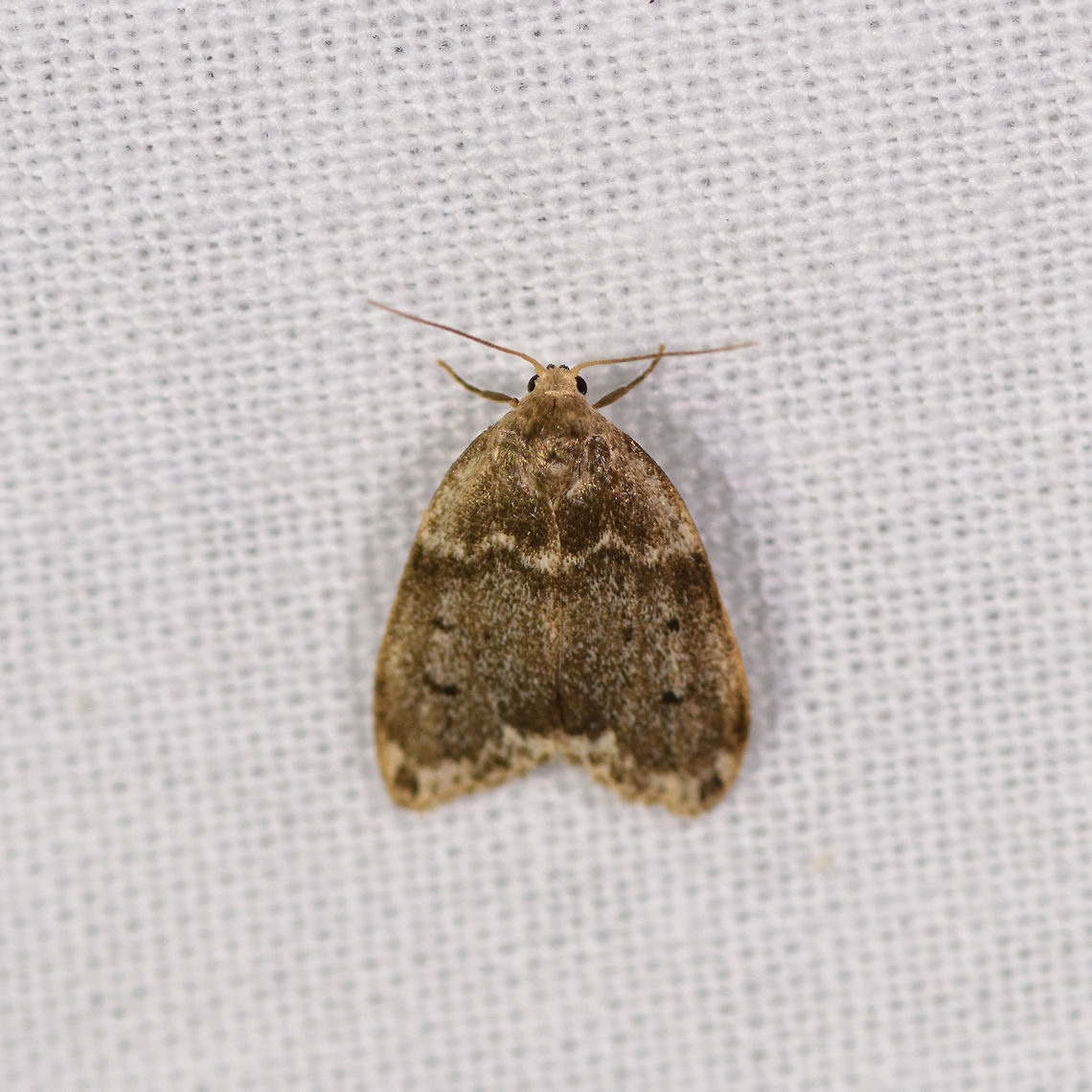 Round brown moth, Ranomafana, Madagascar  Africa,Geotagged,LepiLED,Madagascar,Madagascar 2019,Ranomafana National Park,Winter,World