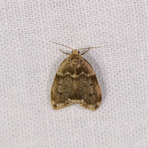 Round brown moth, Ranomafana, Madagascar  Africa,Geotagged,LepiLED,Madagascar,Madagascar 2019,Ranomafana National Park,Winter,World