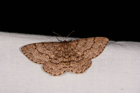 Hypomecis sp., Ranomafana, Madagascar  Africa,Geotagged,LepiLED,Madagascar,Madagascar 2019,Ranomafana National Park,Winter,World