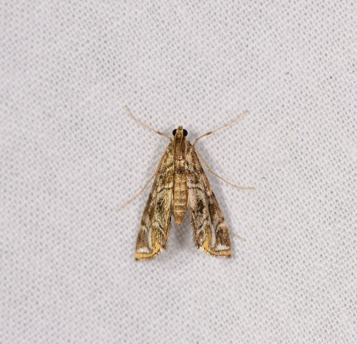 Parapoynx sp., Ranomafana, Madagascar  Africa,Geotagged,Madagascar,Madagascar 2019,Ranomafana National Park,Winter,World