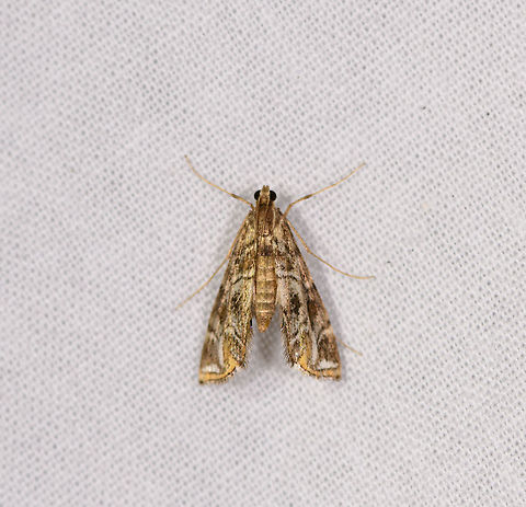 Parapoynx sp., Ranomafana, Madagascar  Africa,Geotagged,Madagascar,Madagascar 2019,Ranomafana National Park,Winter,World