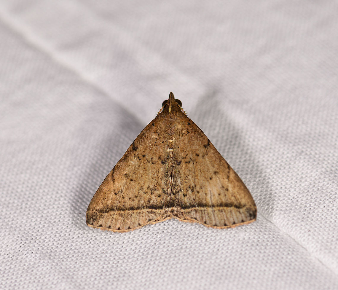 Lysimelia sp. 2, Ranomafana, Madagascar Lysimelia lucida? Africa,LepiLED,Madagascar,Madagascar 2019,Ranomafana National Park,World