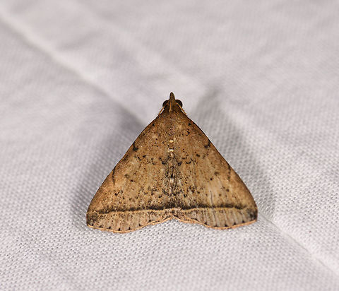 Lysimelia sp. 2, Ranomafana, Madagascar Lysimelia lucida? Africa,LepiLED,Madagascar,Madagascar 2019,Ranomafana National Park,World