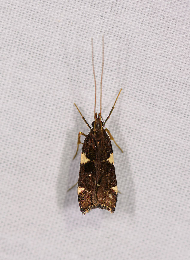 Small brown moth with yellow spots, Ranomafana, Madagascar Moth or caddisfly? Africa,LepiLED,Madagascar,Madagascar 2019,Ranomafana National Park,World