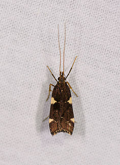 Small brown moth with yellow spots, Ranomafana, Madagascar Moth or caddisfly? Africa,LepiLED,Madagascar,Madagascar 2019,Ranomafana National Park,World