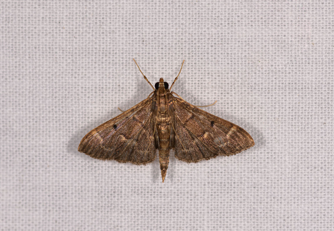 Herpetogramma sp., Ranomafana, Madagascar  Africa,Geotagged,LepiLED,Madagascar,Madagascar 2019,Ranomafana National Park,Winter,World
