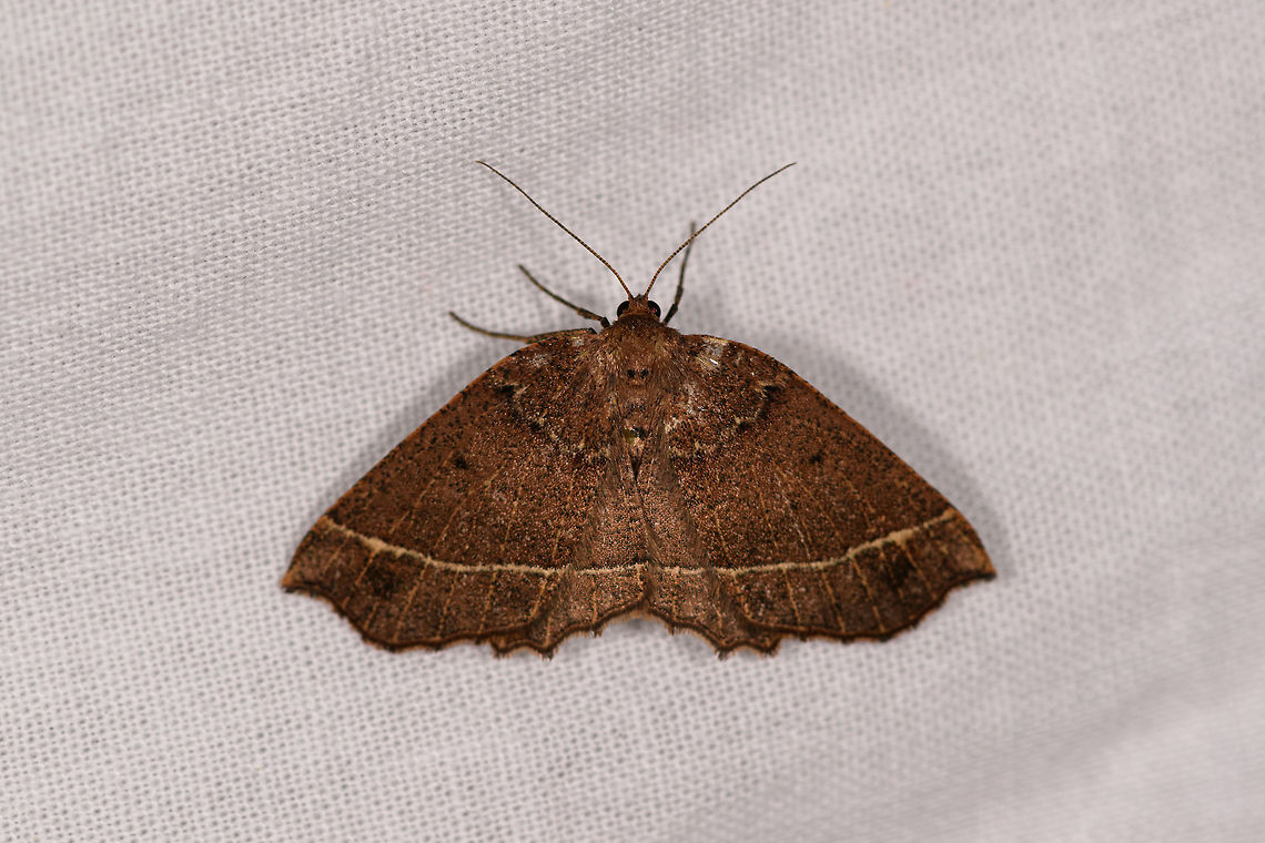Brown moth with horizontal yellow line, Ranomafana, Madagascar This one concludes our 2nd mothing night at the Ranomafana camp site. Africa,LepiLED,Madagascar,Madagascar 2019,Ranomafana National Park,World