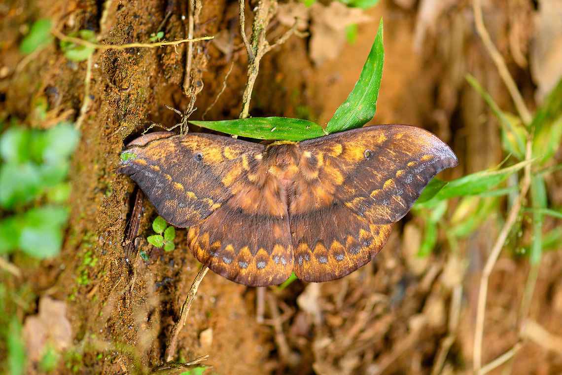 Saturnid, Ranomafana, Madagascar On our exit hike of Ranomafana, we stumbled upon this giant Saturnid moth on the forest floor. It was barely alive.<br />
Possibly Maltagorea, but I&#039;m seeing more resemblance with Syntherata sp., which is largely found in Australia.<br />
<figure class="photo"><a href="https://www.jungledragon.com/image/85048/saturnid_-_underside_ranomafana_madagascar.html" title="Saturnid - underside, Ranomafana, Madagascar"><img src="https://s3.amazonaws.com/media.jungledragon.com/images/2/85048_thumb.jpg?AWSAccessKeyId=05GMT0V3GWVNE7GGM1R2&Expires=1759968010&Signature=rHwAnBA%2B9xHU0ETYZskAGVgTanU%3D" width="200" height="104" alt="Saturnid - underside, Ranomafana, Madagascar On our exit hike of Ranomafana, we stumbled upon this giant Saturnid moth on the forest floor. It was barely alive.<br />
Possibly Maltagorea, but I&#039;m seeing more resemblance with Syntherata sp., which is largely found in Australia.<br />
https://www.jungledragon.com/image/85047/saturnid_ranomafana_madagascar.html Africa,Madagascar,Madagascar 2019,Maltagorea ornata,Ranomafana National Park,World" /></a></figure> Africa,Madagascar,Madagascar 2019,Maltagorea ornata,Ranomafana National Park,World