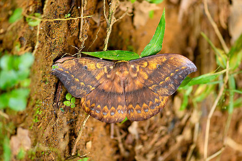 Saturnid, Ranomafana, Madagascar On our exit hike of Ranomafana, we stumbled upon this giant Saturnid moth on the forest floor. It was barely alive.
Possibly Maltagorea, but I'm seeing more resemblance with Syntherata sp., which is largely found in Australia.
https://www.jungledragon.com/image/85048/saturnid_-_underside_ranomafana_madagascar.html Africa,Madagascar,Madagascar 2019,Maltagorea ornata,Ranomafana National Park,World