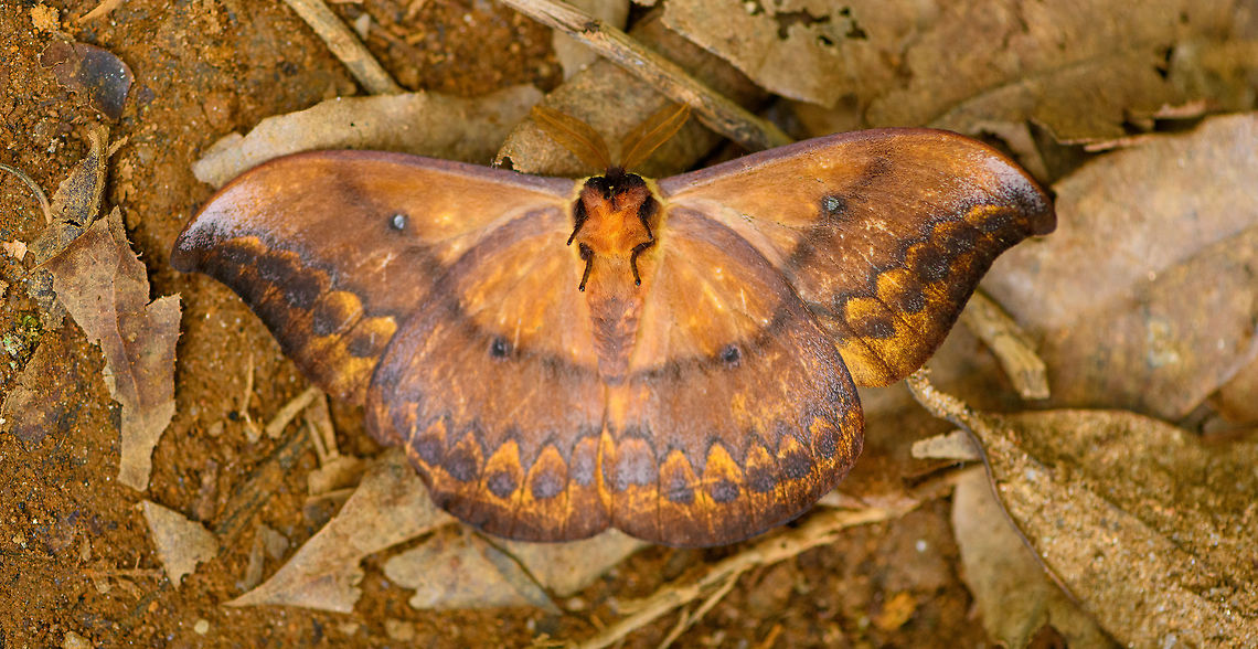 Saturnid - underside, Ranomafana, Madagascar On our exit hike of Ranomafana, we stumbled upon this giant Saturnid moth on the forest floor. It was barely alive.<br />
Possibly Maltagorea, but I'm seeing more resemblance with Syntherata sp., which is largely found in Australia.<br />
<figure class="photo"><a href="https://www.jungledragon.com/image/85047/saturnid_ranomafana_madagascar.html" title="Saturnid, Ranomafana, Madagascar"><img src="https://s3.amazonaws.com/media.jungledragon.com/images/2/85047_thumb.jpg?AWSAccessKeyId=05GMT0V3GWVNE7GGM1R2&Expires=1759968010&Signature=4O%2BB7M2PqaDLtPhn2Ye%2FYcaK4SU%3D" width="200" height="134" alt="Saturnid, Ranomafana, Madagascar On our exit hike of Ranomafana, we stumbled upon this giant Saturnid moth on the forest floor. It was barely alive.<br />
Possibly Maltagorea, but I'm seeing more resemblance with Syntherata sp., which is largely found in Australia.<br />
https://www.jungledragon.com/image/85048/saturnid_-_underside_ranomafana_madagascar.html Africa,Madagascar,Madagascar 2019,Maltagorea ornata,Ranomafana National Park,World" /></a></figure> Africa,Madagascar,Madagascar 2019,Maltagorea ornata,Ranomafana National Park,World