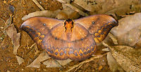 Saturnid - underside, Ranomafana, Madagascar On our exit hike of Ranomafana, we stumbled upon this giant Saturnid moth on the forest floor. It was barely alive.<br />
Possibly Maltagorea, but I'm seeing more resemblance with Syntherata sp., which is largely found in Australia.<br />
https://www.jungledragon.com/image/85047/saturnid_ranomafana_madagascar.html Africa,Madagascar,Madagascar 2019,Maltagorea ornata,Ranomafana National Park,World