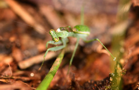 Praying Mantis and raindrop, Ranomafana, Madagascar A tiny green praying mantis carrying the heavy load of a raindrop. Note the little tear from its eye. Africa,Geotagged,Madagascar,Madagascar 2019,Ranomafana National Park,Winter,World