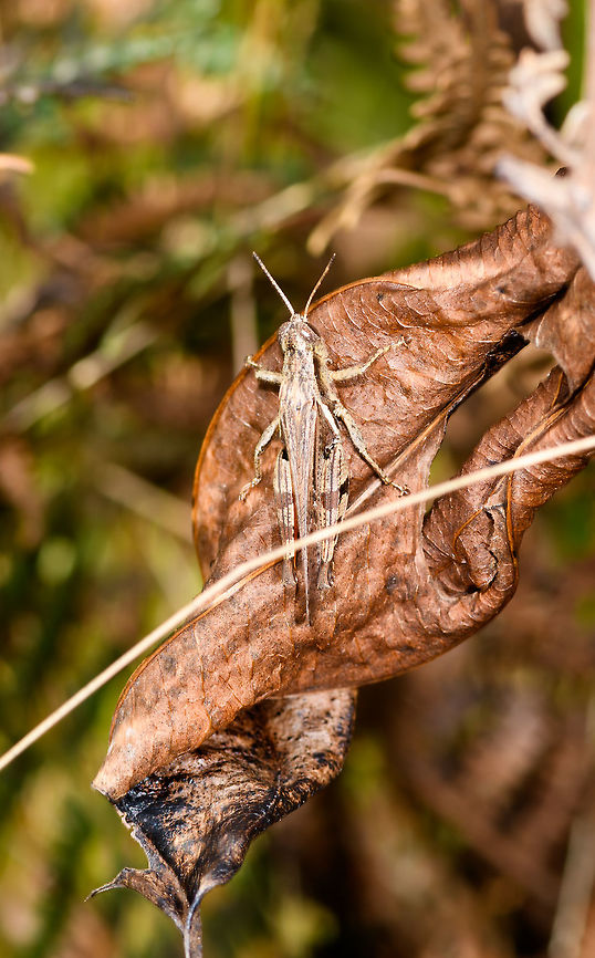 Grasshopper on dry leaf, Ranomafana, Madagascar  Africa,Madagascar,Madagascar 2019,Ranomafana National Park,World