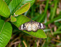 Common acraea, Ranomafana, Madagascar Sub species Acraea encedon encedon.<br />
https://www.jungledragon.com/image/85052/common_acraea_-_side_view_ranomafana_madagascar.html Acraea encedon,Africa,Geotagged,Madagascar,Madagascar 2019,Ranomafana National Park,White-barred acraea,Winter,World