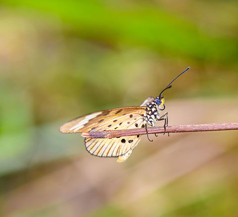 Common acraea - side view, Ranomafana, Madagascar Sub species Acraea encedon encedon.
https://www.jungledragon.com/image/85051/common_acraea_ranomafana_madagascar.html Acraea encedon,Africa,Madagascar,Madagascar 2019,Ranomafana National Park,White-barred acraea,World