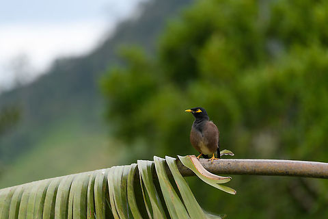 Common myna - perched and signing, Ranomafana, Madagascar After two days at the Ranomafana camp site, we returned to our lodge where as per usual, common mynas were dominating the local bird population. Here it is perched at a Traveler's Palm. 
https://www.youtube.com/watch?v=uec5VEm-6tk Acridotheres tristis,Africa,Common myna,Geotagged,Madagascar,Madagascar 2019,Ranomafana National Park,Winter,World