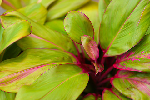 Cordyline closeup, Ranomafana, Madagascar Taken in the garden surrounding the lodge we stayed in near Ranomafana NP. It is probably a cultivation of Cordyline fruticosa. Africa,Geotagged,Madagascar,Madagascar 2019,Ranomafana National Park,Winter,World