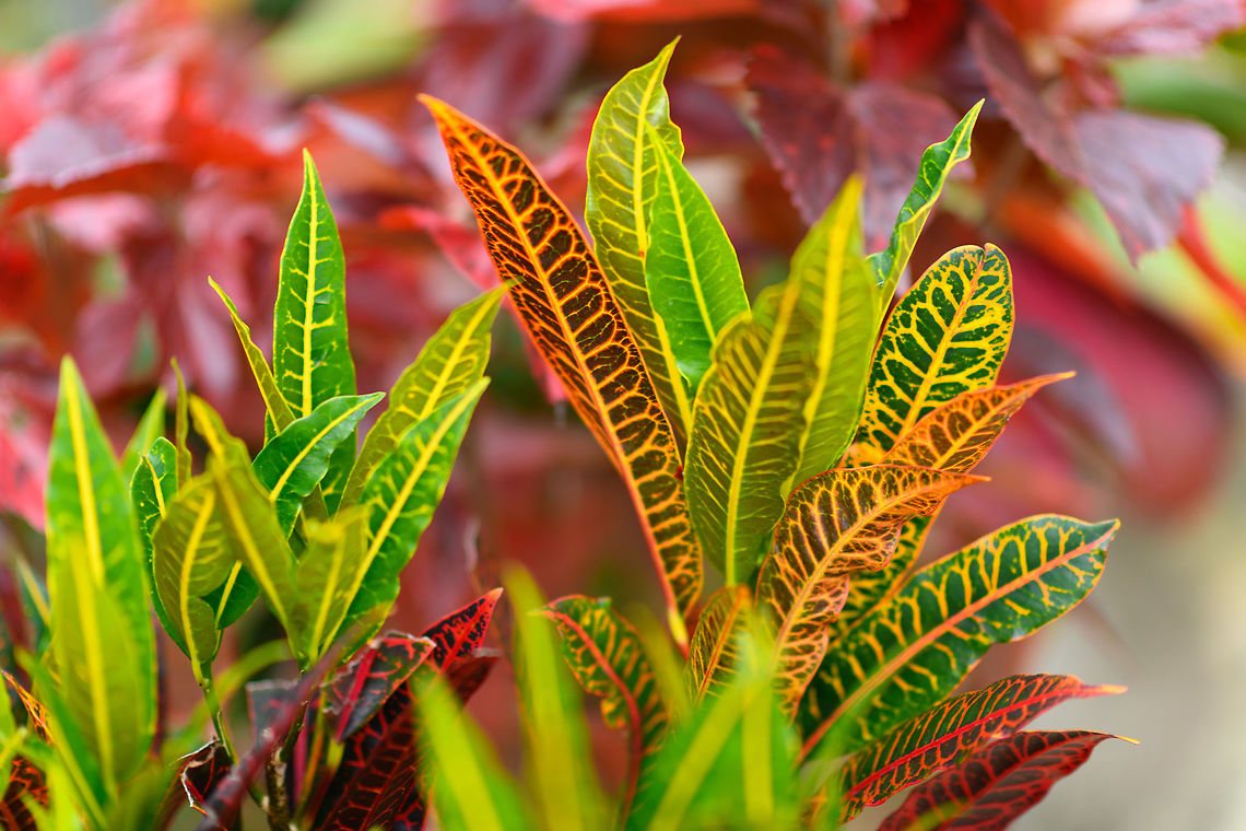 Codiaeum variegatum, Ranomafana, Madagascar Cultivated in the garden of a lodge near Ranomafana NP. Africa,Codiaeum variegatum,Geotagged,Madagascar,Madagascar 2019,Ranomafana National Park,Winter,World