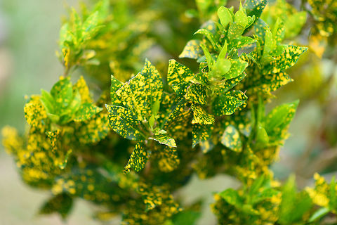 Codiaeum variegatum - 2, Ranomafana, Madagascar Cultivated in the garden of a lodge near Ranomafana NP.  Africa,Codiaeum variegatum,Geotagged,Madagascar,Madagascar 2019,Ranomafana National Park,Winter,World