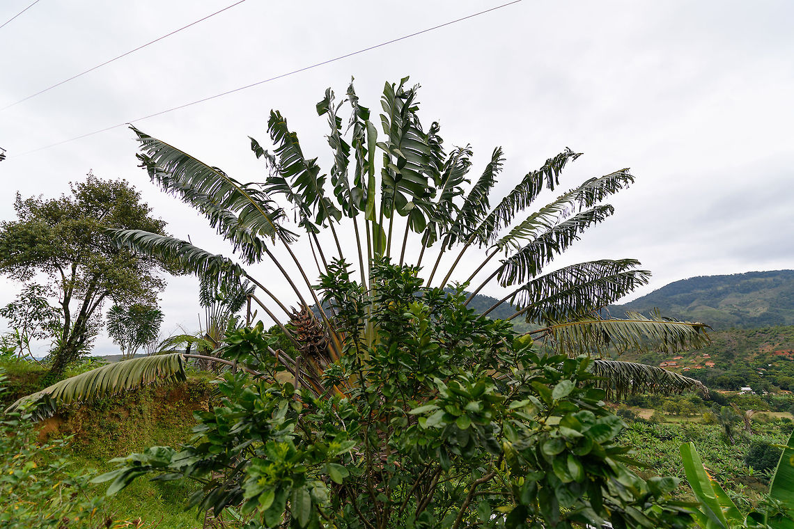Traveller's Palm, Ranomafana, Madagascar Not the most charming picture of this iconic plant, due to the power lines and another plant obstructing the base. It's probably the best known plant of Madagascar, easy to identify by its enormous fan-shaped leafs that sit at the end of enormous stems.<br />
<br />
Another reason for its fame is due to the many ways in which it can benefit people. Some uses explained to us:<br />
- As an umbrella<br />
- Using the giant leafs as a "table" during traditional dining<br />
- As roof coverage<br />
- As an emergency water supply (each leaf base stores water)<br />
- Using slices of the leaf to fold that into an improvised cup (to drink water) or as a scoop for food<br />
<br />
It's important to note that in Madagascar, using plants for human benefit is not some distant tradition that is now surpassed by the industrial exploitation of plants. It still very much is a current practice. Most Malagasy directly rely on plants for daily survival, it is also often their only access to fuel, healthcare and building materials. Africa,Geotagged,Madagascar,Madagascar 2019,Ranomafana National Park,Ravenala madagascariensis,Travellers palm,Winter,World