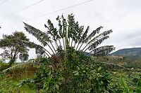Traveller's Palm, Ranomafana, Madagascar Not the most charming picture of this iconic plant, due to the power lines and another plant obstructing the base. It's probably the best known plant of Madagascar, easy to identify by its enormous fan-shaped leafs that sit at the end of enormous stems.<br />
<br />
Another reason for its fame is due to the many ways in which it can benefit people. Some uses explained to us:<br />
- As an umbrella<br />
- Using the giant leafs as a "table" during traditional dining<br />
- As roof coverage<br />
- As an emergency water supply (each leaf base stores water)<br />
- Using slices of the leaf to fold that into an improvised cup (to drink water) or as a scoop for food<br />
<br />
It's important to note that in Madagascar, using plants for human benefit is not some distant tradition that is now surpassed by the industrial exploitation of plants. It still very much is a current practice. Most Malagasy directly rely on plants for daily survival, it is also often their only access to fuel, healthcare and building materials. Africa,Geotagged,Madagascar,Madagascar 2019,Ranomafana National Park,Ravenala madagascariensis,Travellers palm,Winter,World