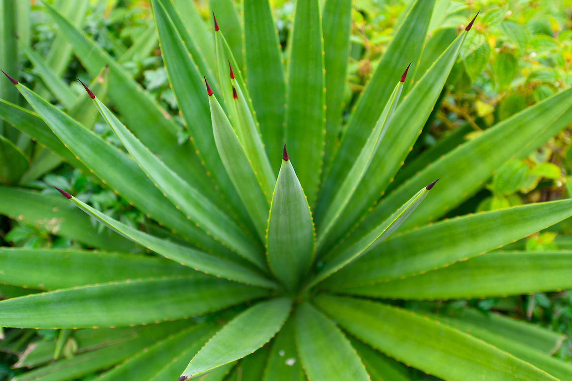 False Sisal, Ranomafana, Madagascar Cultivated in the garden of our lodge near Ranomafana NP. <br />
<br />
Let me tell you that in hindsight, I hate this. It is truly absurd how in Madagascar, where 83% of plant life is endemic, one would chose to cultivate some random decorative plant from the other side of the world. It takes more effort, is not more attractive, is worse for insect life, and just generally makes zero sense.  Africa,Agave decipiens,Geotagged,Madagascar,Madagascar 2019,Ranomafana National Park,Winter,World