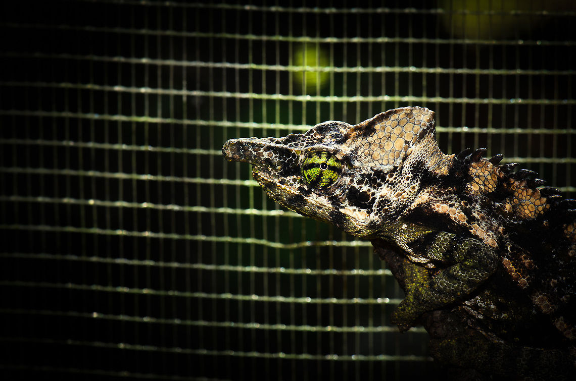 Globe-horned Chameleon My best guess is that this is a Globe-horned chameleon. Clearly it has a horn-style nose, but unfortunately chameleon identification often is not that easy. This one was captured in a reptile zoo called "Pyreras Reserve". I particularly like the green and black striped eye. Calumma globifer,Globe-horned chameleon,Madagascar,Pyreras Reserve
