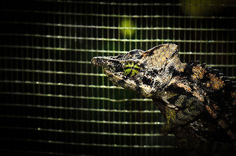 Globe-horned Chameleon My best guess is that this is a Globe-horned chameleon. Clearly it has a horn-style nose, but unfortunately chameleon identification often is not that easy. This one was captured in a reptile zoo called "Pyreras Reserve". I particularly like the green and black striped eye. Calumma globifer,Globe-horned chameleon,Madagascar,Pyreras Reserve