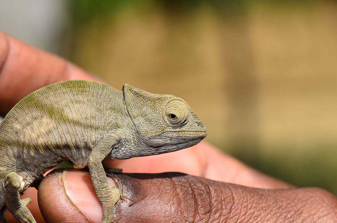 Size does not matter I could use your help identifying this small chameleon. It is captured in Pyreras Reserve, Mandraka, Madagascar at September 2012. The guide&#039;s thumb gives a good indication of its size.  Calumma globifer,Globe-horned chameleon,Madagascar,Pyreras Reserve